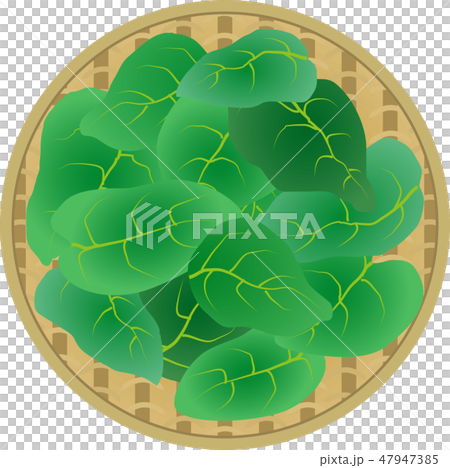 オカワカメ 47947385