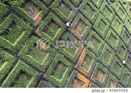苔 ・:・:・:・:moss-covered wall:・:・:・:・ 苔 ・:・:・:・:moss-covered wall:・:・:・:・ 47947459