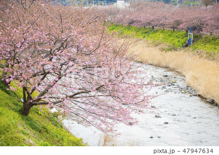 桜 47947634