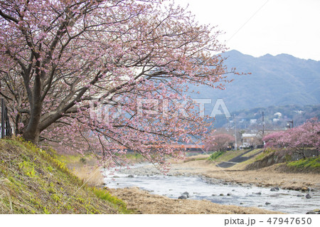 桜 桜 47947650