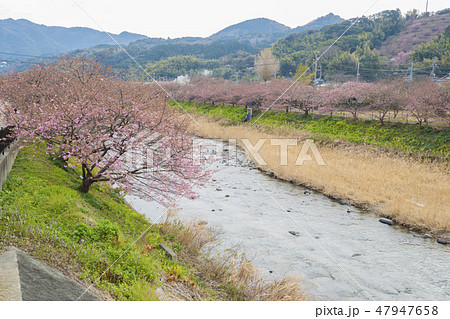 桜 桜 47947658