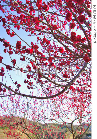 紀州みなべ梅林の春 和歌山県日高郡南部町 紀州みなべ梅林の春 和歌山県日高郡南部町 47947874