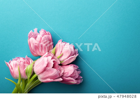 Pink tulips on turquoise background. 47948028