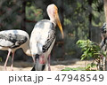 インド　グジャラート州　ジュガーナル　ザッカーバーグ動物園のコウノトリ目 47948549