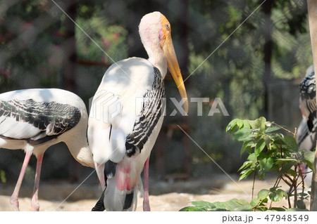 インド グジャラート州 ジュガーナル ザッカーバーグ動物園のコウノトリ目 インド グジャラート州 ジュガーナル ザッカーバーグ動物園のコウノトリ目 47948549