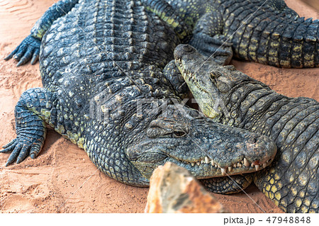Nile Crocodile, Crocodylus niloticus 47948848