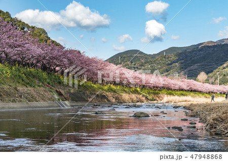 【河津桜　河津町】 47948868