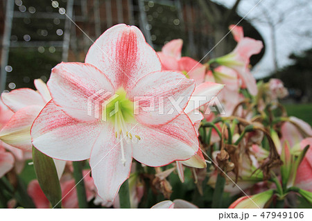 Taipei International Flora Exposition 2011 47949106
