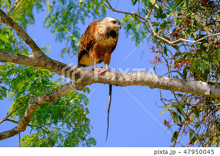 Black-collared Hawk, Busarellus Nigricollis, perched on a tree and eating a snake, Pantanal, Porto 47950045