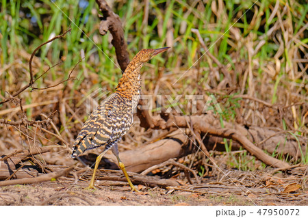 Juvenile young Rufescent Tiger Heron, Tigrisoma Lineatum, in the nature habitat near Porto Jofre Juvenile young Rufescent Tiger Heron, Tigrisoma Lineatum, in the nature habitat near Porto Jofre 47950072