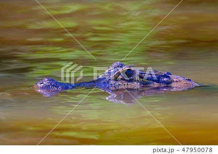 Close up of Yacare Caiman, Caiman Crocodilus Yacare Jacare, swimming in the Cuiaba river, Pantanal 47950078