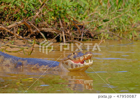 Yacare Caiman, Caiman Crocodilus Yacare Jacare, Cuiaba river, Pantanal, Porto Jofre, Mato Grosso 47950087