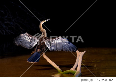 Anhinga, Anhinga Anhinga, also called Snakebird or Darter, Cuiaba River, Pantanal, Mato Grosso do 47950102