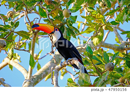 Toco Toucan, Ramphastos Toco, also known as the Common Toucan, Giant Toucan, Pantanal, Porto Jofre 47950156