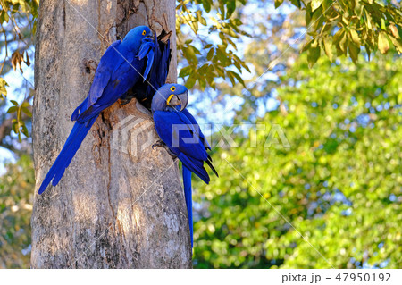 Hyacinth Macaw, Anodorhynchus Hyacinthinus, or Hyacinthine Macaw, Pantanal, Mato Grosso do Sul Hyacinth Macaw, Anodorhynchus Hyacinthinus, or Hyacinthine Macaw, Pantanal, Mato Grosso do Sul 47950192