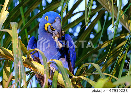 Hyacinth Macaw, Anodorhynchus Hyacinthinus, or Hyacinthine Macaw, Pantanal, Mato Grosso do Sul 47950228