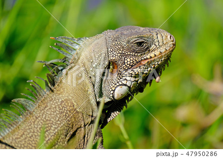 Green Iguana, Iguana Iguana, also known as the American Iguana, Pantanal, Porto Jofre, Mato Grosso 47950286