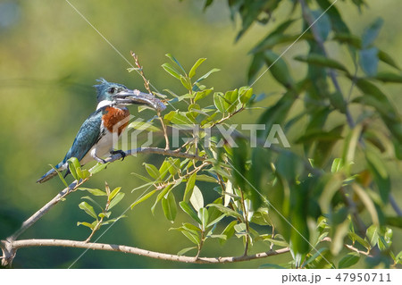 Male Amazon Kingfisher, Chloroceryle Amazona, sits on the branch with a fish in its beak, Porto Male Amazon Kingfisher, Chloroceryle Amazona, sits on the branch with a fish in its beak, Porto 47950711