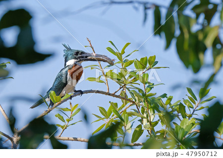 Male Amazon Kingfisher, Chloroceryle Amazona, sits on the branch with a fish in its beak, Porto 47950712