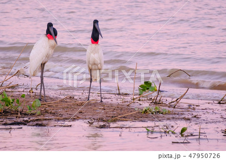 Couple of Jabiru Storks, Jabiru Mycteria, Cuiaba River, Porto Jofre, Pantanal Matogrossense, Mato Couple of Jabiru Storks, Jabiru Mycteria, Cuiaba River, Porto Jofre, Pantanal Matogrossense, Mato 47950726