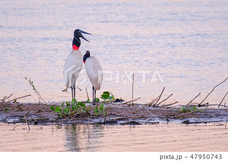 Couple of Jabiru Storks, Jabiru Mycteria, Cuiaba River, Porto Jofre, Pantanal Matogrossense, Mato Couple of Jabiru Storks, Jabiru Mycteria, Cuiaba River, Porto Jofre, Pantanal Matogrossense, Mato 47950743