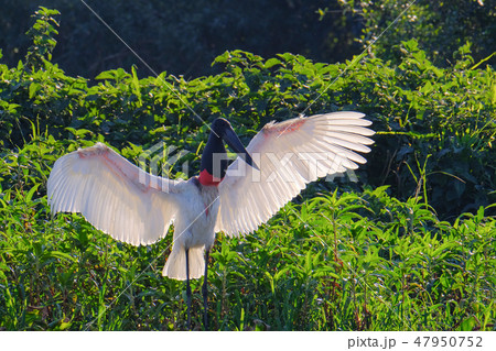Jabiru Stork, Jabiru Mycteria, Cuiaba River, Porto Jofre, Pantanal Matogrossense, Mato Grosso do Sul 47950752