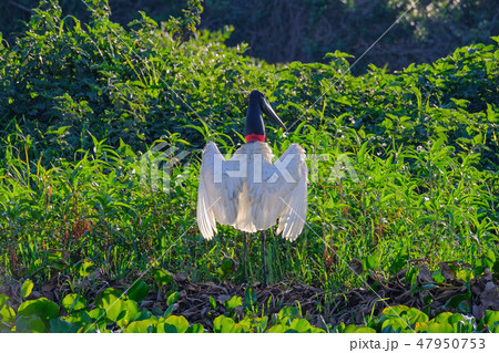 Jabiru Stork, Jabiru Mycteria, Cuiaba River, Porto Jofre, Pantanal Matogrossense, Mato Grosso do Sul Jabiru Stork, Jabiru Mycteria, Cuiaba River, Porto Jofre, Pantanal Matogrossense, Mato Grosso do Sul 47950753