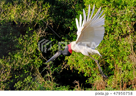 Jabiru Stork, Jabiru Mycteria, Cuiaba River, Porto Jofre, Pantanal Matogrossense, Mato Grosso do Sul Jabiru Stork, Jabiru Mycteria, Cuiaba River, Porto Jofre, Pantanal Matogrossense, Mato Grosso do Sul 47950758