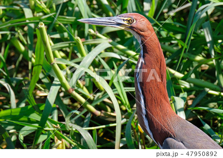 Detail portrait of Rufescent Tiger Heron, Tigrisoma Lineatum, in the nature habitat near Corumba 47950892