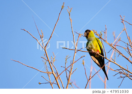 Nanday Parakeet, Aratinga Nenday, also known as the Black-hooded Parakeet or Nanday Conure, Pantanal Nanday Parakeet, Aratinga Nenday, also known as the Black-hooded Parakeet or Nanday Conure, Pantanal 47951030