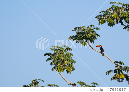 Toco Toucan, Ramphastos Toco, also known as the Common Toucan, Giant Toucan, Pantanal, Mato Grosso Toco Toucan, Ramphastos Toco, also known as the Common Toucan, Giant Toucan, Pantanal, Mato Grosso 47951037