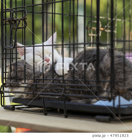 Sleeping homeless white and grey adult cats cats from shelter for animals in a cage, expecting them Sleeping homeless white and grey adult cats cats from shelter for animals in a cage, expecting them 47951923