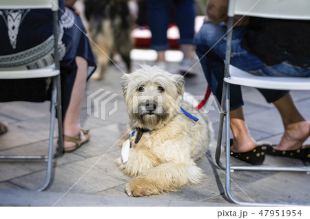 Dog from shelter with sad eyes of hope, waiting kind owner, special charity exhibition. Humanity Dog from shelter with sad eyes of hope, waiting kind owner, special charity exhibition. Humanity 47951954