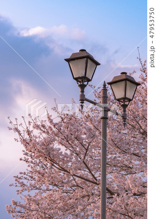 満開 桜 街灯 春のイメージ 染井吉野 色鮮やか春の風物詩 満開 桜 街灯 春のイメージ 染井吉野 色鮮やか春の風物詩 47953750