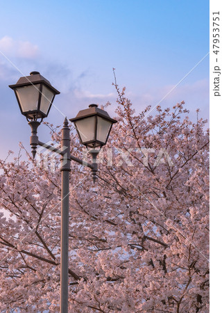 満開 桜 街灯 春のイメージ 染井吉野 色鮮やか春の風物詩 満開 桜 街灯 春のイメージ 染井吉野 色鮮やか春の風物詩 47953751