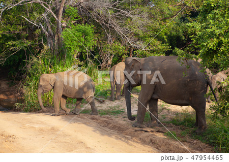 Wild elephants eating grass, Hurulu Eco Park Wild elephants eating grass, Hurulu Eco Park 47954465