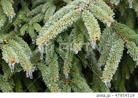 Frozen drops of water on a spruce branch.  47954519