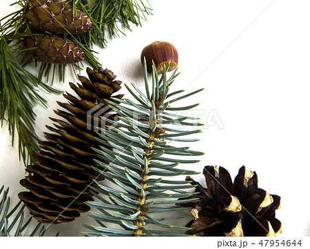 Coniferous trees on a wooden background. Coniferous trees on a wooden background. 47954644
