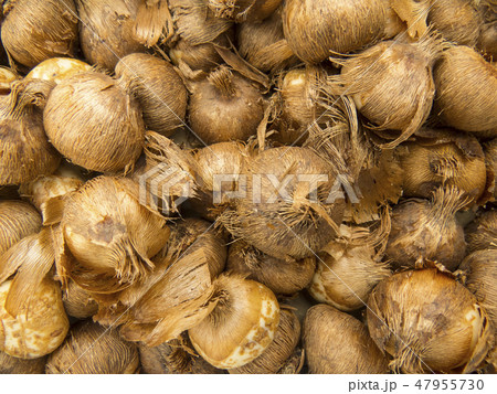 Tulip bulbs 47955730
