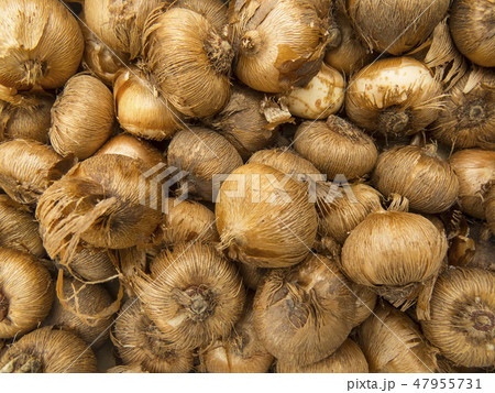 Tulip bulbs 47955731