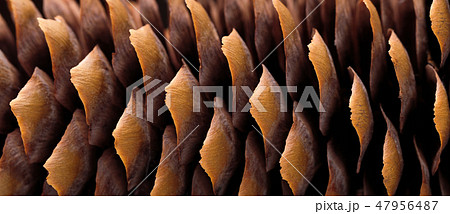 Dry spruce cone 47956487