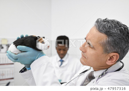 Vet frowning and looking at hamster.on examination. 47957316