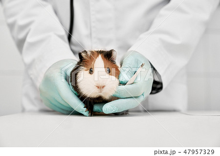 Cute hamster sitting in hands of vet doctor. 47957329