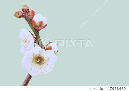 梅の花 (深度合成) 47958480