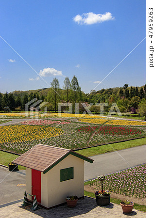 山里のチューリップ畑　備北丘陵公園にて 47959263