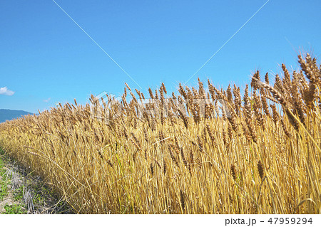 湖国の小麦畑 47959294