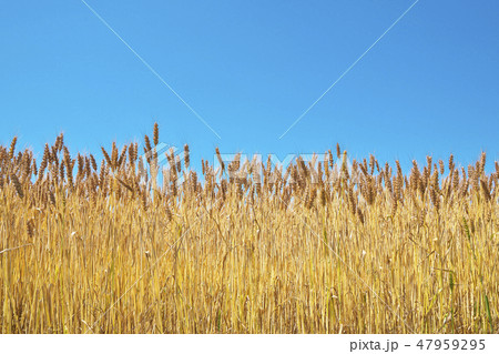 湖国の小麦畑 47959295