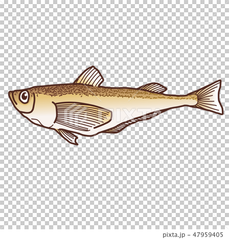 ハタハタ ハタハタ 47959405