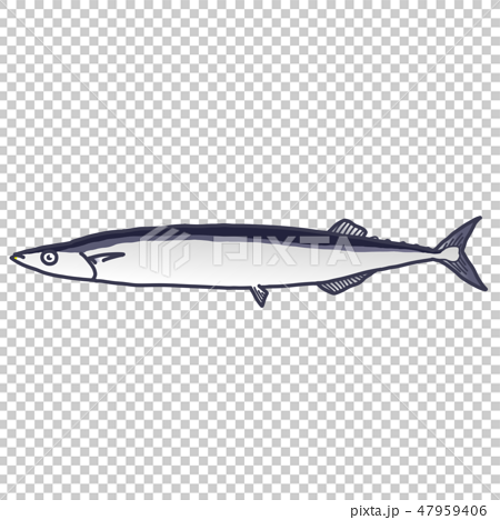 秋刀魚 47959406