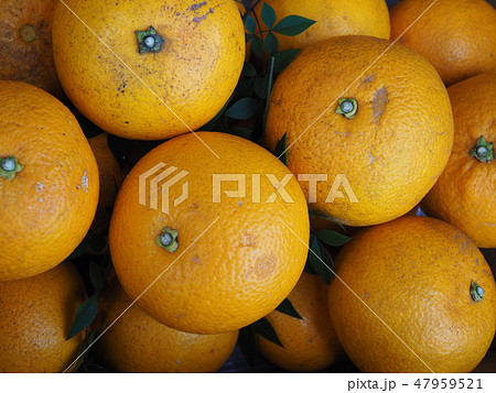 無農薬栽培されたハッサク 47959521